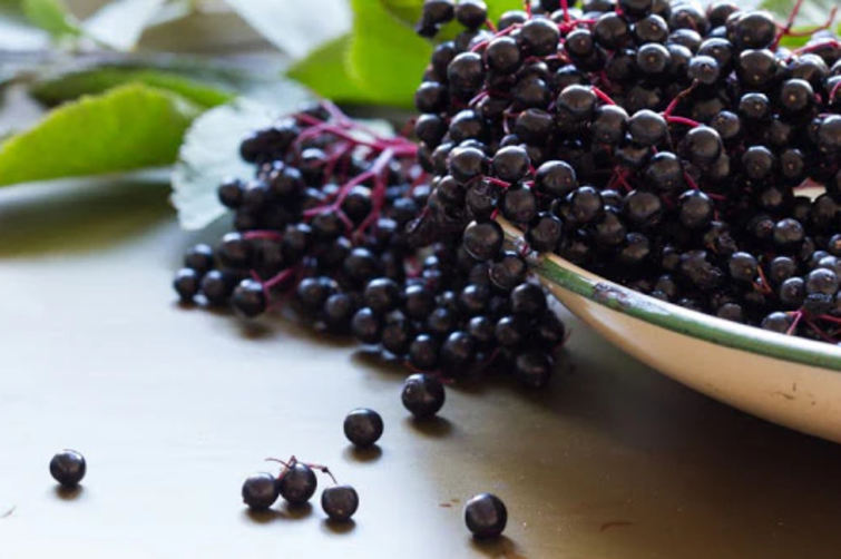 Açai Berry Viagra Effect Why It’s Called the Viagra of the Amazon