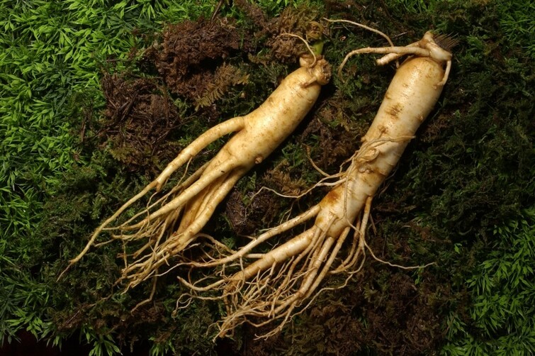 Ginseng The Ultimate Herbal Remedy for Health and Vitality